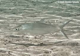 Image result for Chanos chanos