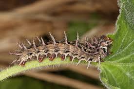 Attēlu rezultāti vaicājumam “Argynnis laodice”