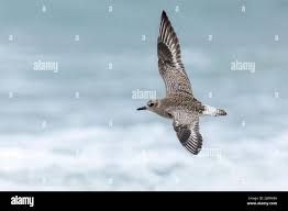 Attēlu rezultāti vaicājumam “Pluvialis squatarola”