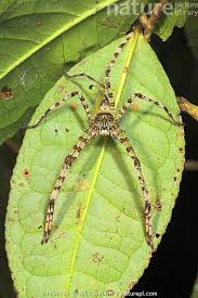 Attēlu rezultāti vaicājumam “Sparassidae”