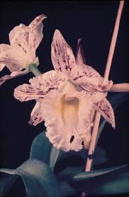 Attēlu rezultāti vaicājumam “Physarum straminipes young”