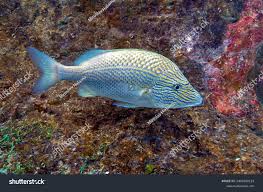 Image result for Haemulon plumierii