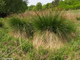 Attēlu rezultāti vaicājumam “Carex paniculata”