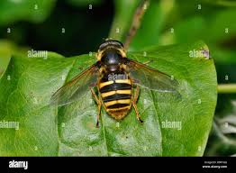 Attēlu rezultāti vaicājumam “Sericomyia silentis”