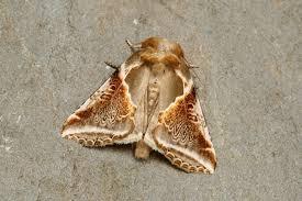 Attēlu rezultāti vaicājumam “Habrosyne pyritoides”