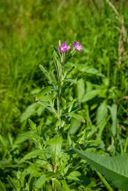 Attēlu rezultāti vaicājumam “Epilobium hirsutum leaf”