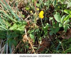 Attēlu rezultāti vaicājumam “Ranunculus auricomus leaf”