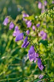 Attēlu rezultāti vaicājumam “Campanula trachelium flower”