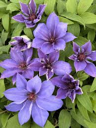 Attēlu rezultāti vaicājumam “Clematis”