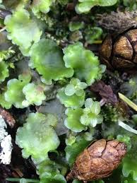 Attēlu rezultāti vaicājumam “Pellia neesiana”