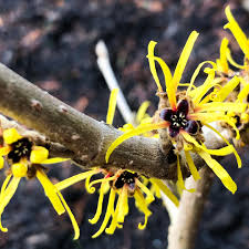 Attēlu rezultāti vaicājumam “Hamamelis mollis flower”