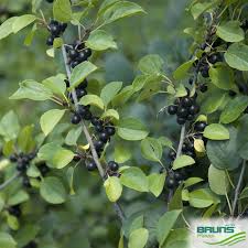 Attēlu rezultāti vaicājumam “Rhamnus cathartica fruit”