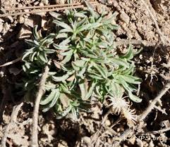 Attēlu rezultāti vaicājumam “Trichia erecta stalked”