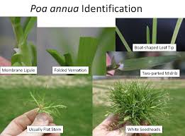 Attēlu rezultāti vaicājumam “Poa trivialis leaf”