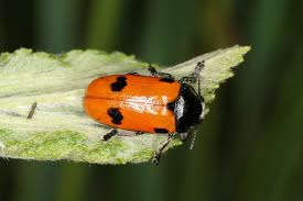 Attēlu rezultāti vaicājumam “Clytra quadripunctata”