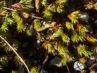 Attēlu rezultāti vaicājumam “Pogonatum urnigerum”