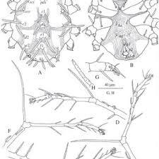 Attēlu rezultāti vaicājumam “Symphytocarpus impexus spores”