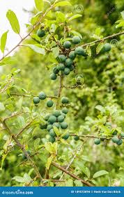 Attēlu rezultāti vaicājumam “Prunus spinosa fruit”