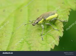 Attēlu rezultāti vaicājumam “Chlorophanus viridis”