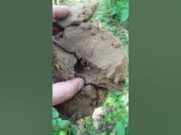 Attēlu rezultāti vaicājumam “Langermania gigantea”