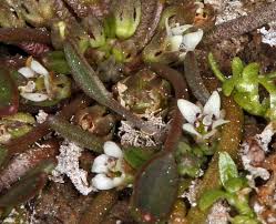 Attēlu rezultāti vaicājumam “Limosella aquatica”