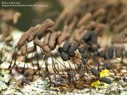 Attēlu rezultāti vaicājumam “Comatricha laxa macro”