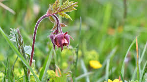 Attēlu rezultāti vaicājumam “Geum rivale flower”