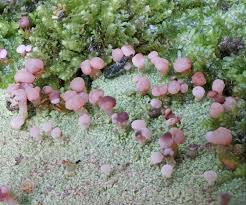 Attēlu rezultāti vaicājumam “Baeomyces rufus”