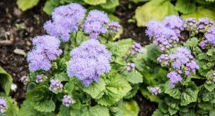 Image result for Leberbalsam