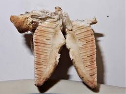 Attēlu rezultāti vaicājumam “Coriolopsis trogii”