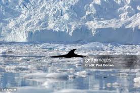 Image result for Balaenoptera bonaerensis