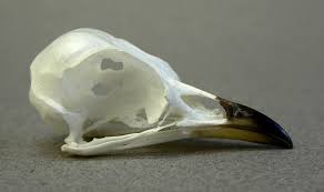 Attēlu rezultāti vaicājumam “Cuculus canorus juvenile”