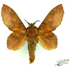 Attēlu rezultāti vaicājumam “Falcaria lacertinaria”