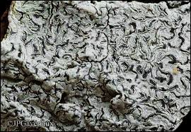 Attēlu rezultāti vaicājumam “Phaeographis dendritica”