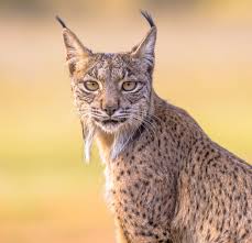 Afbeeldingsresultaat voor lynx
