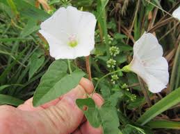 Attēlu rezultāti vaicājumam “Convolvulus arvensis flower”