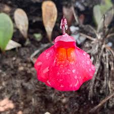 Attēlu rezultāti vaicājumam “Utricularia minor flower”