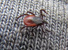 Attēlu rezultāti vaicājumam “Belbodamaeus sp.”