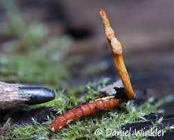Attēlu rezultāti vaicājumam “Cordyceps”