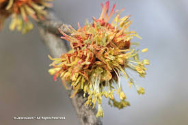 Attēlu rezultāti vaicājumam “Acer saccharinum flower”