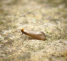 Attēlu rezultāti vaicājumam “Nematopogon sp.”