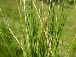 Attēlu rezultāti vaicājumam “Nardus stricta fruit”