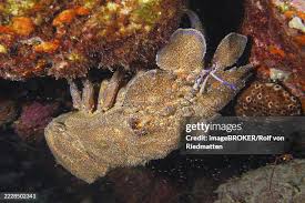 Image result for Scyllarides latus