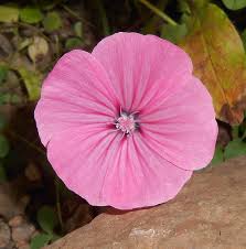 Attēlu rezultāti vaicājumam “Geraniaceae”
