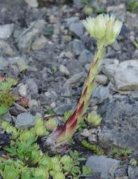 Attēlu rezultāti vaicājumam “Jovibarba globifera flower”