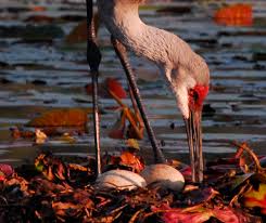 Attēlu rezultāti vaicājumam “Grus grus nest”