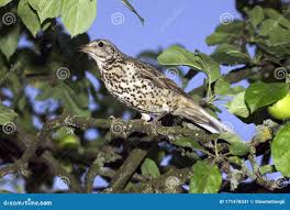 Attēlu rezultāti vaicājumam “Turdus viscivorus adult”