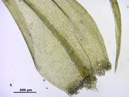 Attēlu rezultāti vaicājumam “Warnstorfia fluitans”