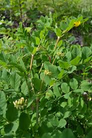 Attēlu rezultāti vaicājumam “Astragalus glycyphyllos”