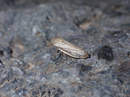 Attēlu rezultāti vaicājumam “Neophilaenus lineatus”